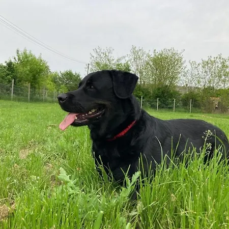 Kisdio Vendeghaz Apartament *